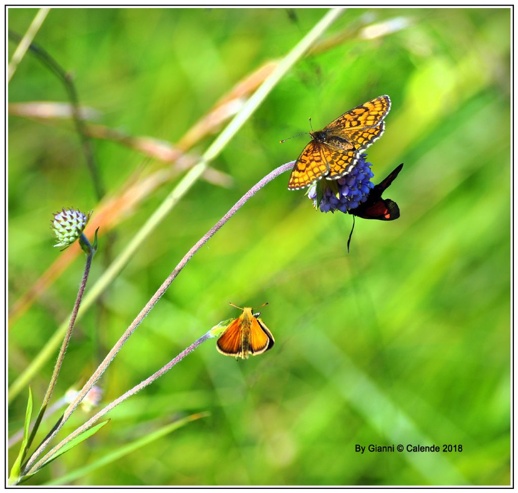 Zygaena cfr. lonicerae e Thymelicus sylvestris